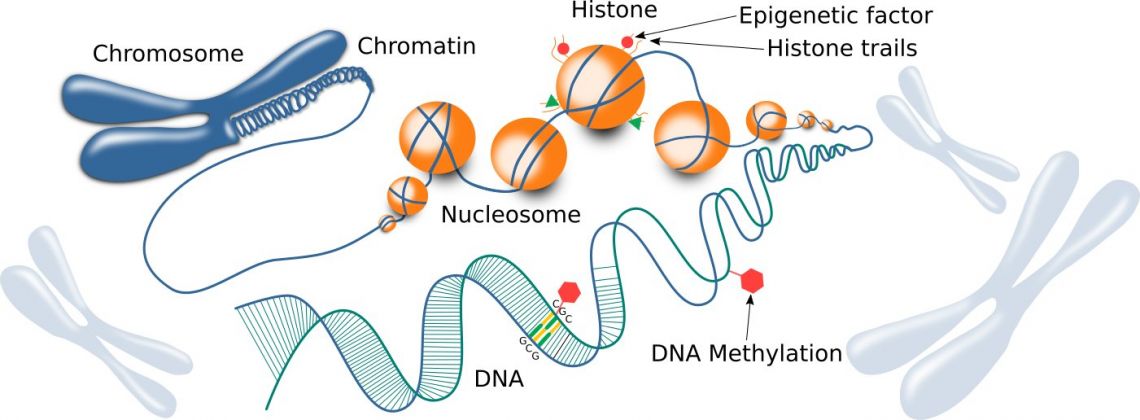 Epigenetics and DNA Expression