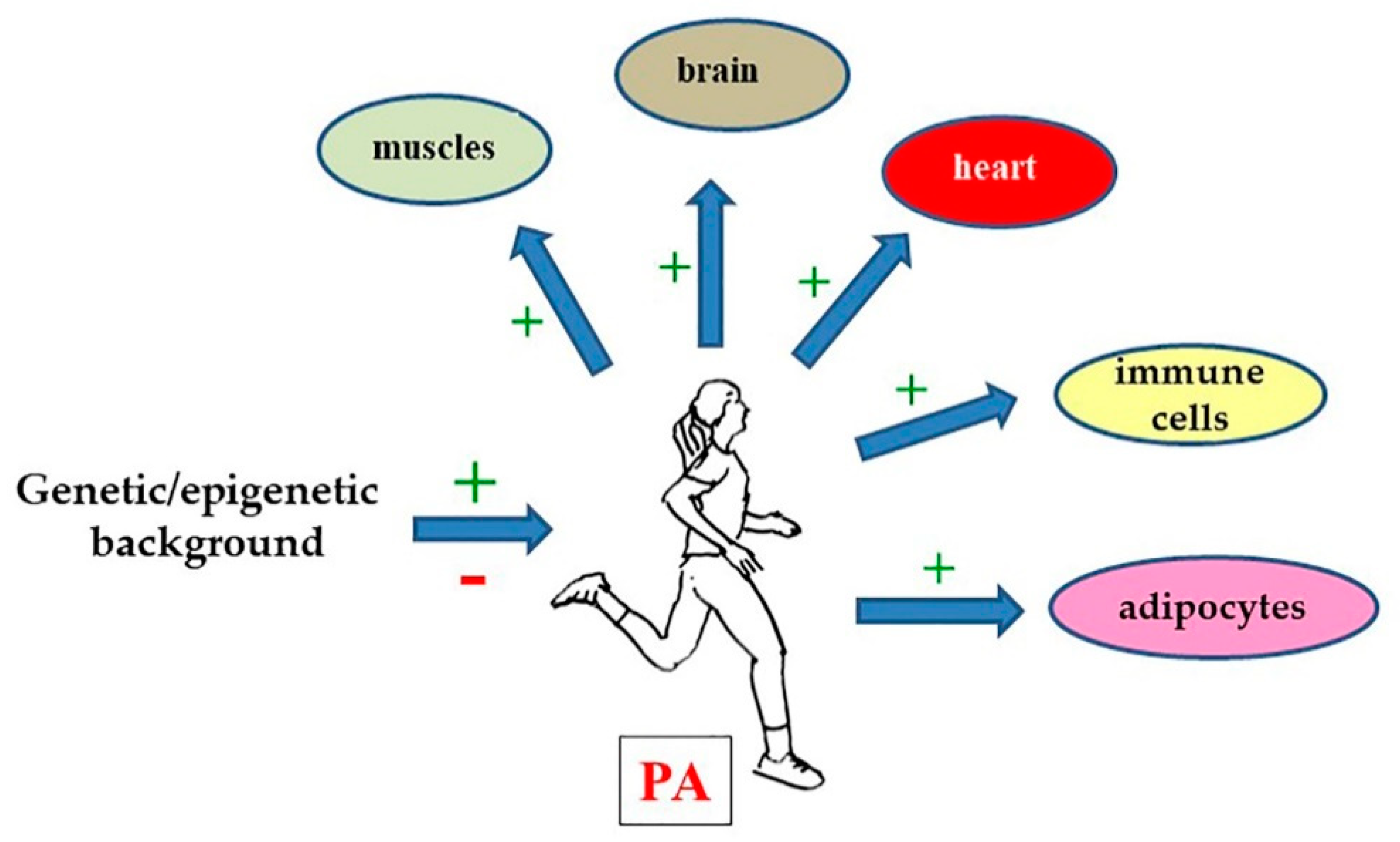 Exercise and Epigenetics Impact